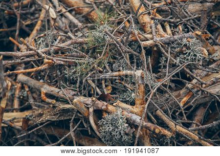 Brushwood background. Broken branches texture and background. Organic backgrounds. Tree broken branches in the forest. Abstract texture and background for designers.