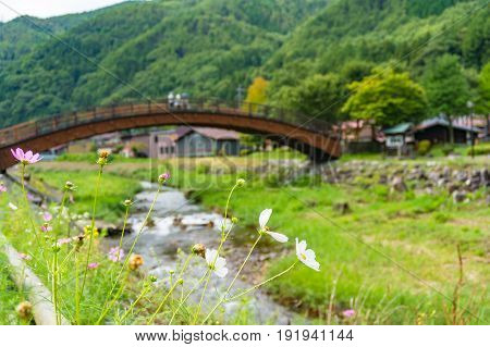 White Cosmos Flower With Narai Big Bridge On The Background