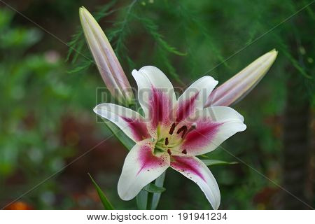 Closeup white pink Lily flowers in a garden Macro shot Pistil and stamen and bud