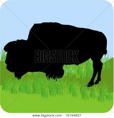 Buffalo