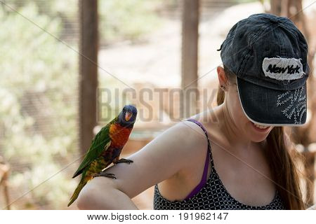 Kibutz Nir David Israel June 10 2017 : Parrot sits on the hand of a young woman at the Australian Zoo Gan Guru in Kibbutz Nir David in Israel
