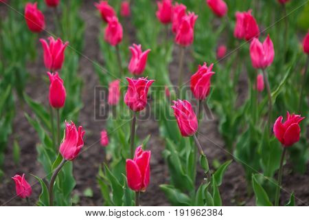 Flowers tulips Burgundi - luxury of the Dutch variety. Tulips Burgundi miliarity decorative red Lily exquisite. Cup-shaped flower.