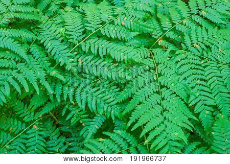 Photo of dense foliage of ferns in the forest bright sunny day