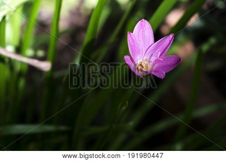 The Pink Rain Lily in morning sun