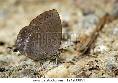 Image of Lemon pansy butterfly (Junonia lemonias lemonias) on nature background. Insect Animal