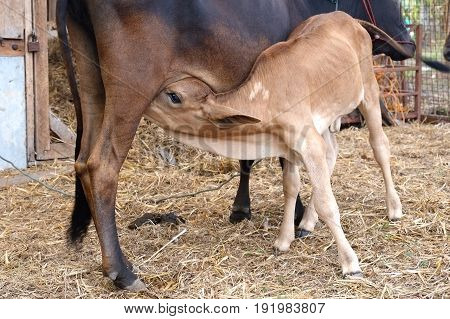 Mother cow feeding calf in thailand farm.