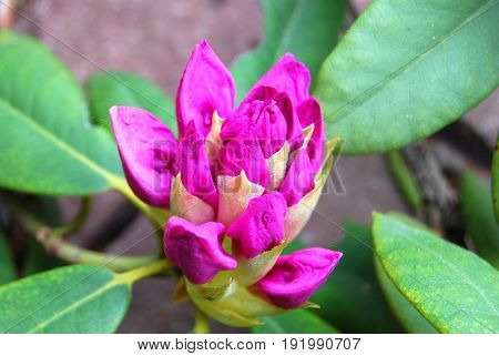 Rhododendron buds bright pink on a background of green foliage