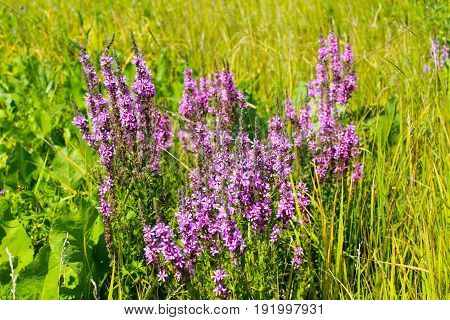 Purple Loosestrife (lythrum Salicaria)