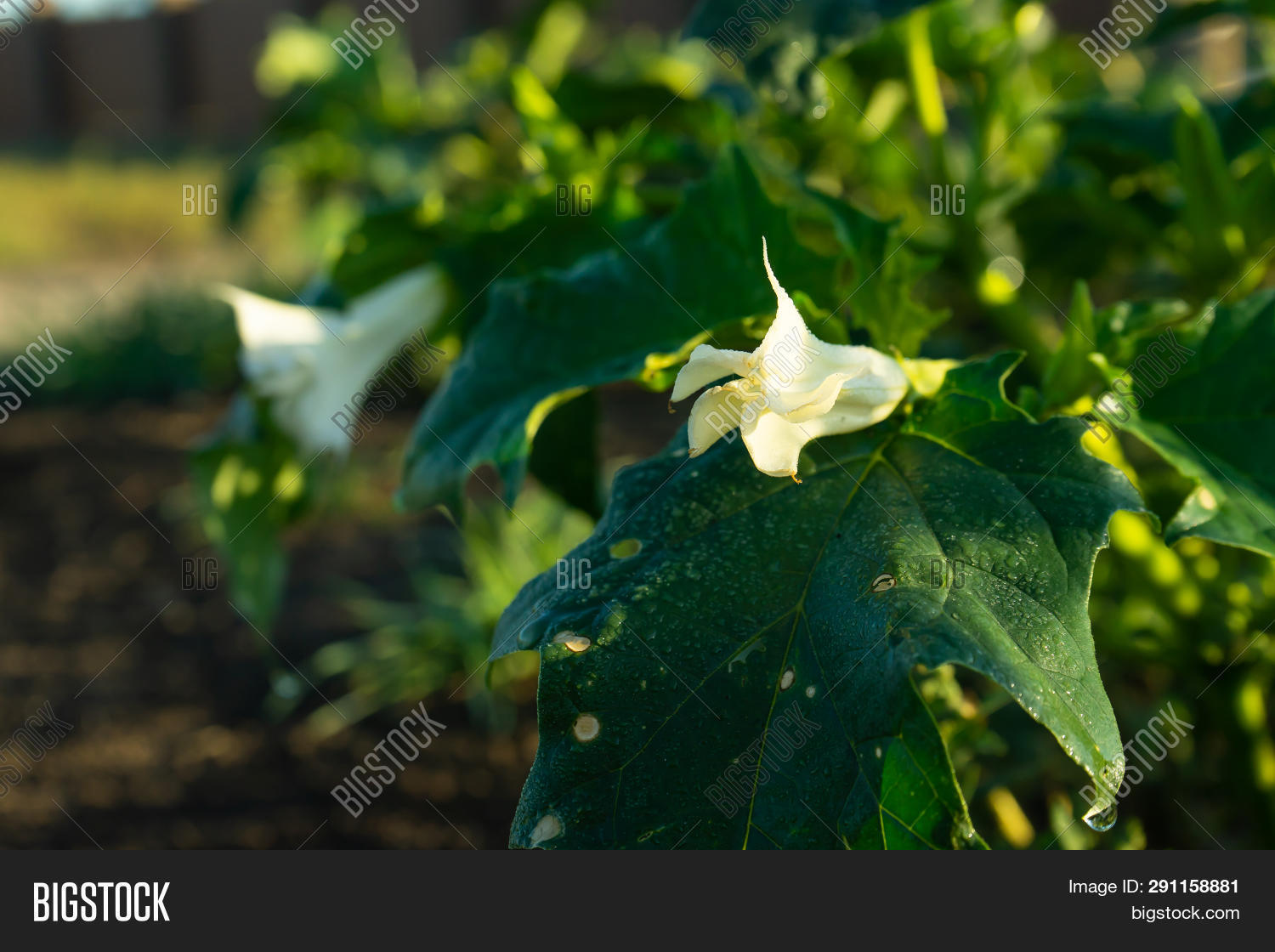 Plants Datura. Showing Image & Photo (Free Trial) | Bigstock