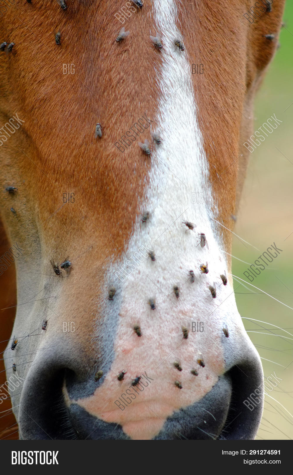 Horse Flies Image & Photo (Free Trial) Bigstock