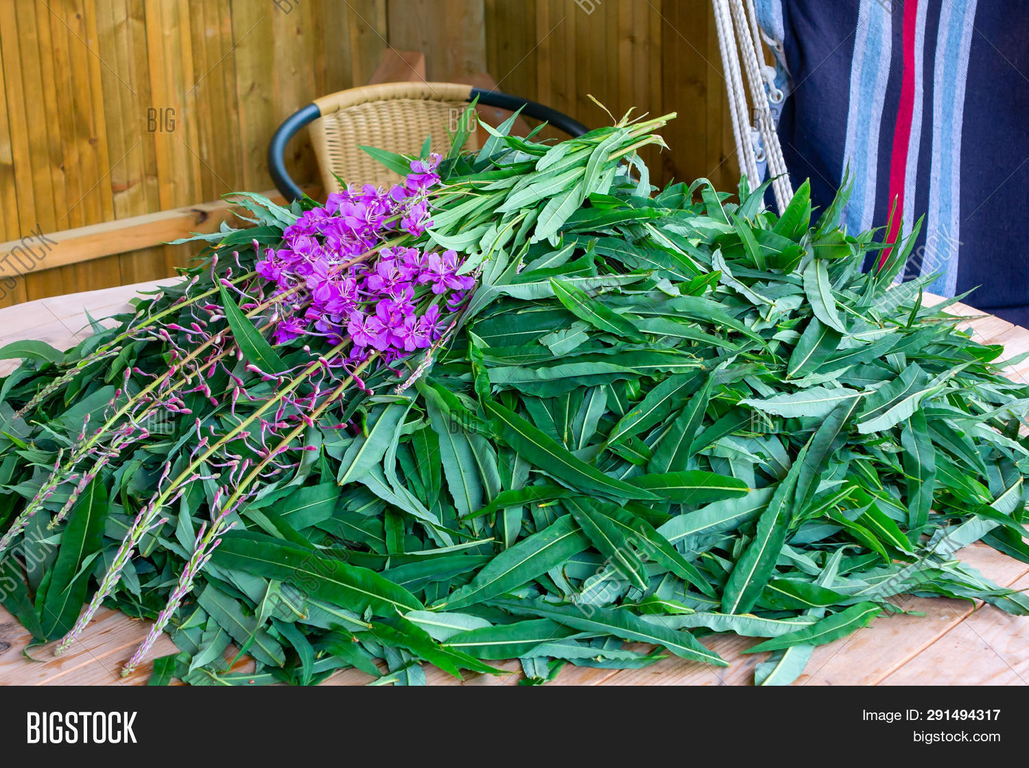 Кипрей лист. Кипрей узколистный лист. Кипрей узколистный лист. Кипрей мелкоцветный. Листья кипрея что это.