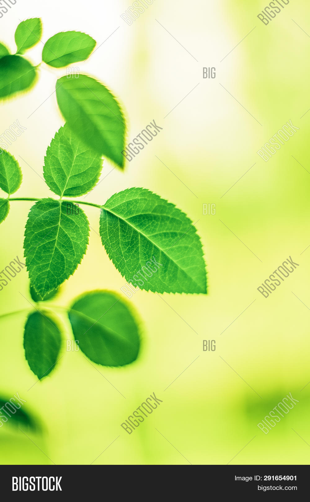 Best Time Plant Tree Image & Photo (Free Trial) Bigstock