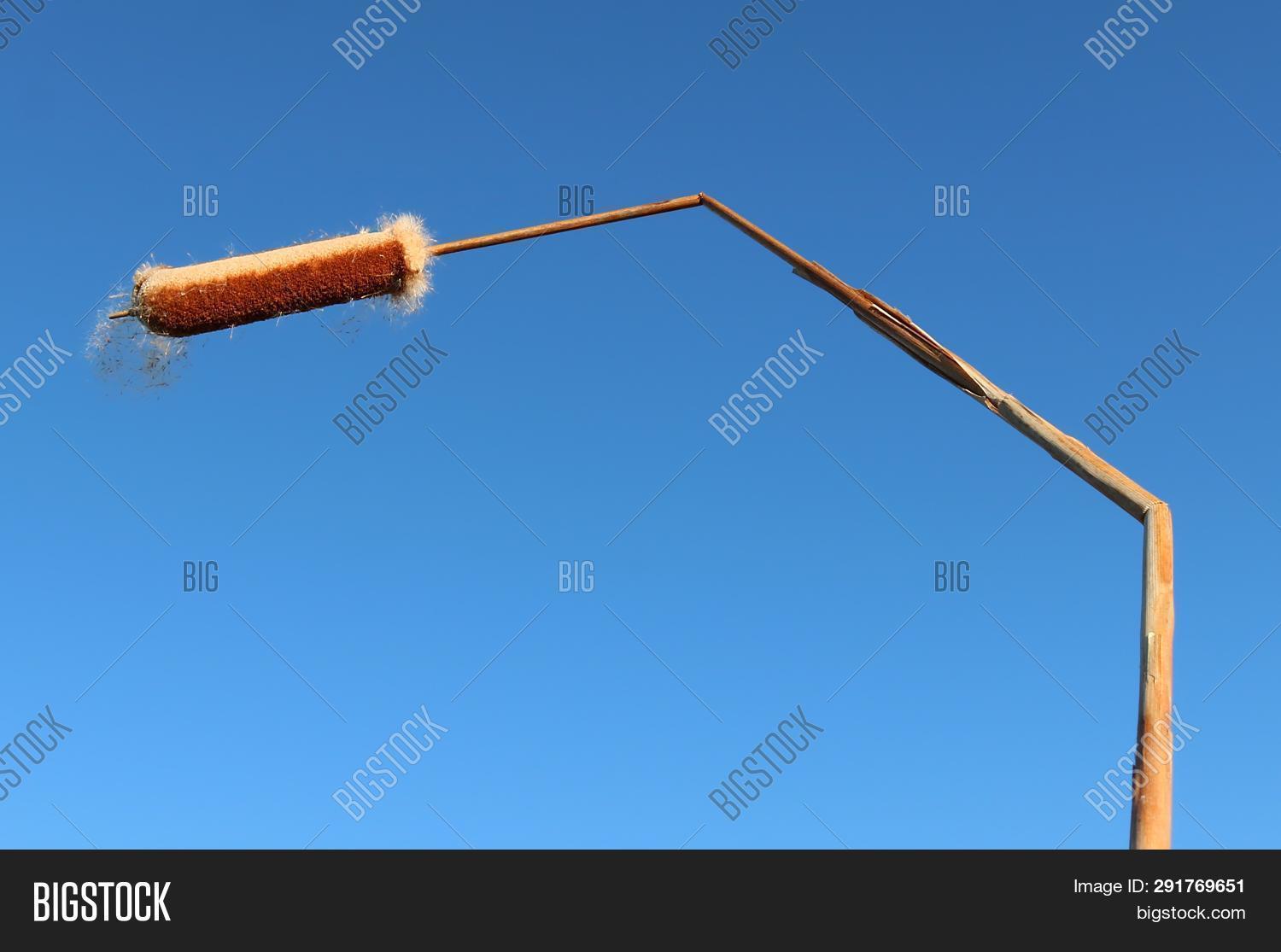 Close Hollow Stem Image & Photo (Free Trial) Bigstock