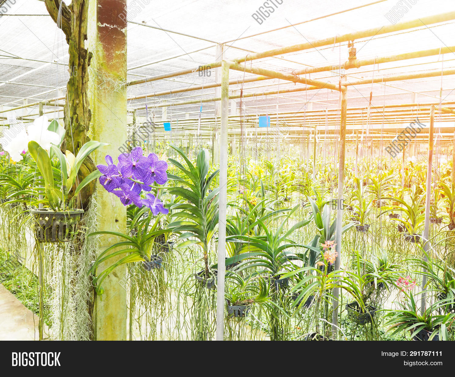 Orchid Flower Nursery Image & Photo (Free Trial) Bigstock