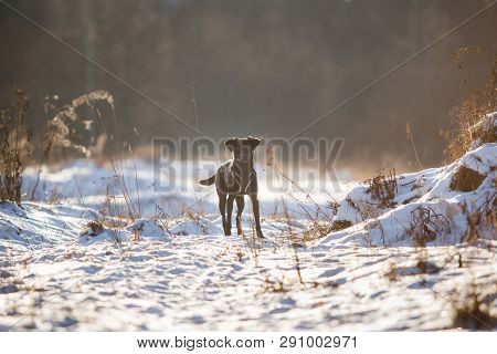 Portrait Of Beautiful Small Black Dog, Looking At Camera, Standing In A Sunny Meadow