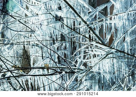 Closeup Of Icicles Hanging From Branch Coated In Ice From A Winter Ice Storm