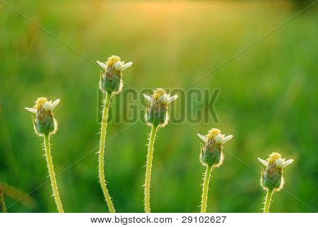 cinco botões de flores durante o pôr do sol