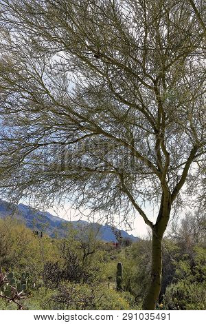 Beautiful Landscape With A Tree On Foreground In Westward﻿ Look ﻿wyndham Grand Resort, Tucson, Arizo