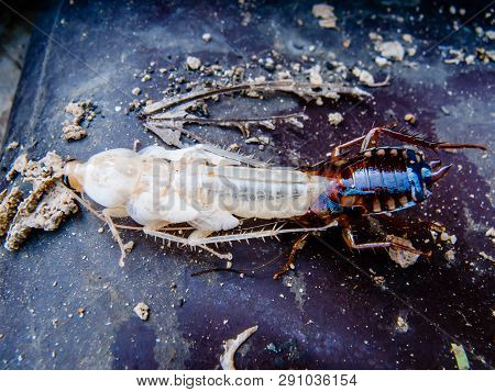 Close Up Of New Cockroach Molting Is Still White