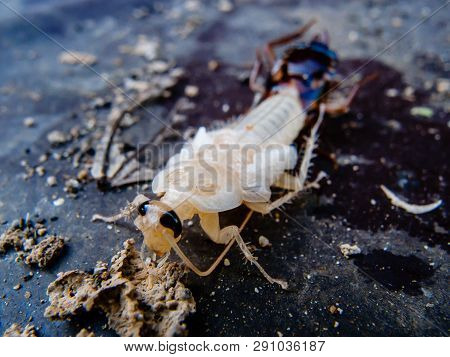 Close Up Of New Cockroach Molting Is Still White