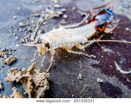 Close Up Of New Cockroach Molting Is Still White