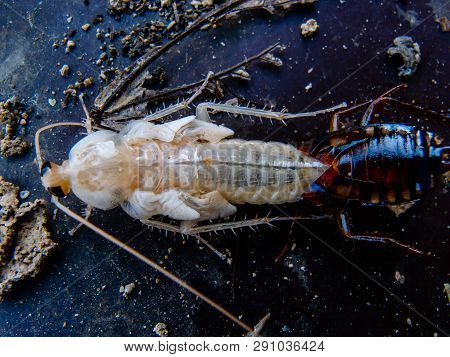 Close Up Of New Cockroach Molting Is Still White