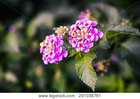 Pink Lantana Flowering In The Garden. Close Up.