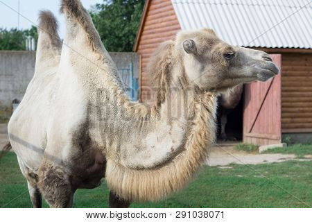 Family Of White Two-humped Camels Couple Standing In Zoo Aviary Yard
