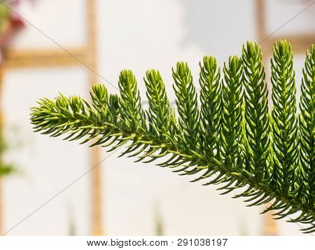 Closeup Of Nolfolk Island Pine Leaves In The Garden