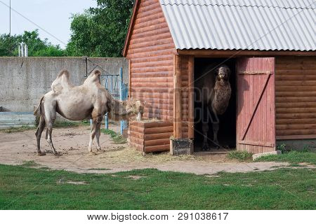 Family Of White Two-humped Camels Couple In Zoo Aviary Yard