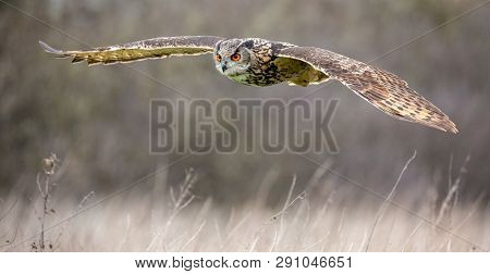Eurasian Eagle Owl (bubo Bubo) In Natural Environment