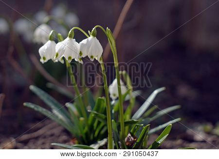 Beautiful Blooming Of White Spring Snowflake Flowers In Springtime. Leucojum Vernum.