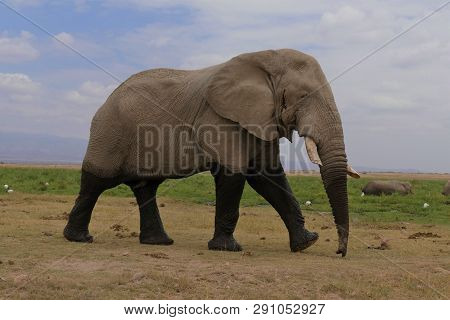 Old Elephant Walking Through The African Savanna