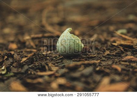 Small Pretty Broken Bird Egg Shell On Forest Ground, New Zealand