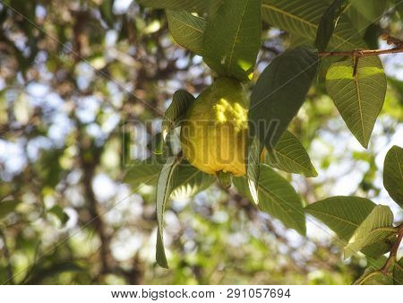 Guava Fruit (psidium Guajava) On Branch. Close Up