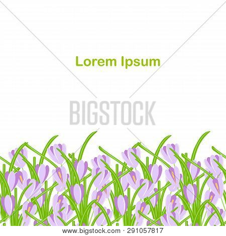Crocus Seamless Background. Violet Spring Flowers, Green Leaves On White Background, Spring Design, 