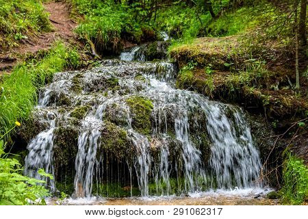 Forest Stream 