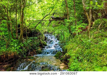 Forest Stream 