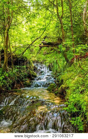 Forest Stream 