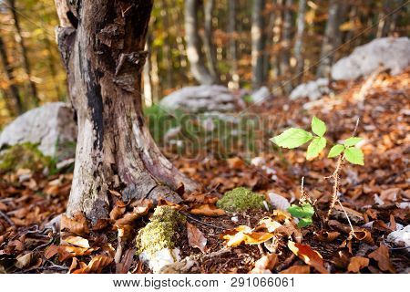 Wild Plant Leaf Close Up, Autumn Background.  Beauty In Nature. Autumn Lansdscape