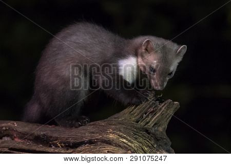 Wild Beech Marten (martes Foina) On Log In Natural Habitat At Night. This Small Nocturnal Predator I