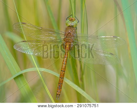 Green-eyed Hawker (aeshna Isoceles) Resting On Reed  With Blurred Green Background