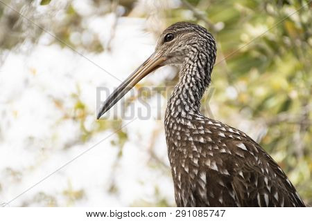 Limpkin, A Large Tropical Florida Bird, Close Up