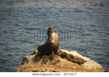 pečeť opalování na skále v galapagos