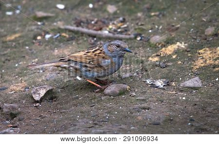 An Adult Dunnock (prunella Modularis) Searches For Food On The Forest Floor At The Wood Lane Nature 