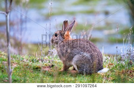 A European Rabbit (oryctolagus Cuniculus) Sits On A Grassy Ledge Near Venus Pool In Shropshire, Engl