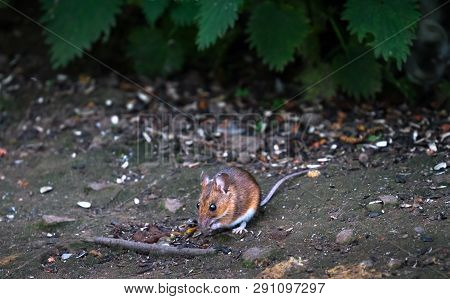 An Adult Wood Mouse (apodemus Sylvaticus) Emerges From The Vegetation To Look For Food At The Wood L