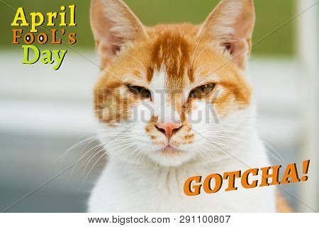 April Fools Day, Gotcha, Portrait Of White-light Brown Cat
