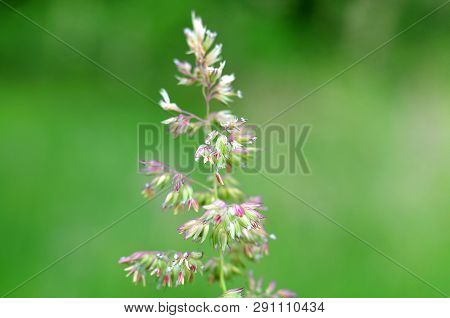 Macrophotography Of Flowering Dactylis Glomerata, The Orchard Grass