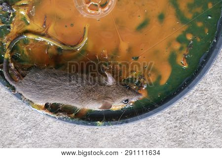 Rats In Glue Stick On The Mousetrap.dangerous Disease Plague , Rabies And Hydrophobia From Rats Conc